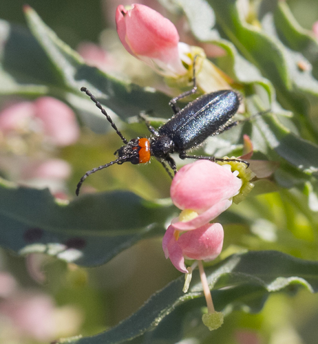 iNaturalist observation photo of Red-eared Blister Beetle