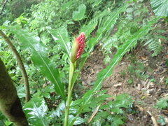 Alpinia shimadae