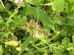 Trifolium spumosum