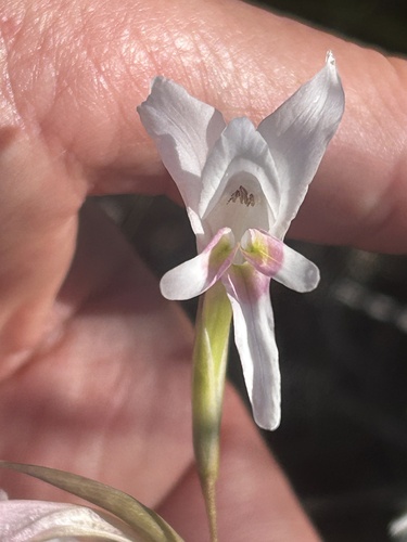 George Bluebell (Gladiolus involutus)