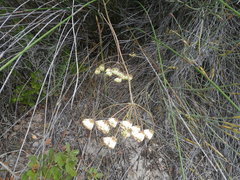 Annesorhiza macrocarpa