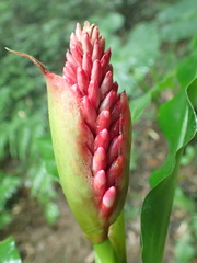 Alpinia shimadae