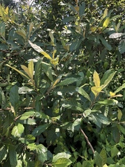 Brachylaena transvaalensis