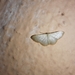 Idaea