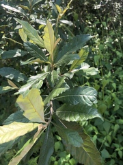 Brachylaena transvaalensis