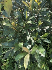 Brachylaena transvaalensis