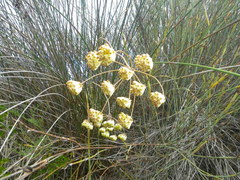 Annesorhiza macrocarpa