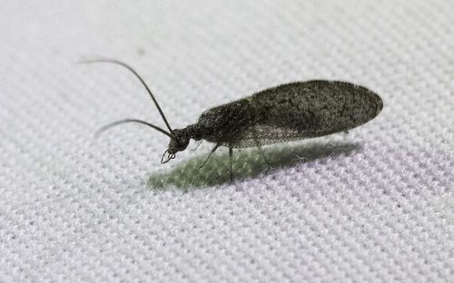 iNaturalist observation photo of Sympherobius