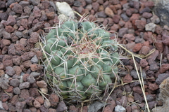 Thelocactus hexaedrophorus hexaedrophorus