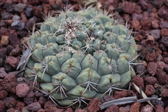 Thelocactus hexaedrophorus hexaedrophorus