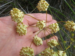 Annesorhiza macrocarpa