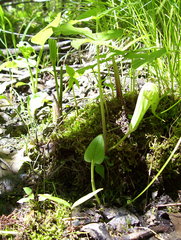 Arisaema stewardsonii