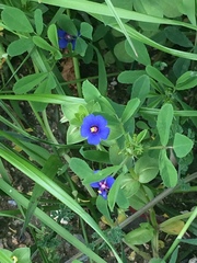 Anagallis