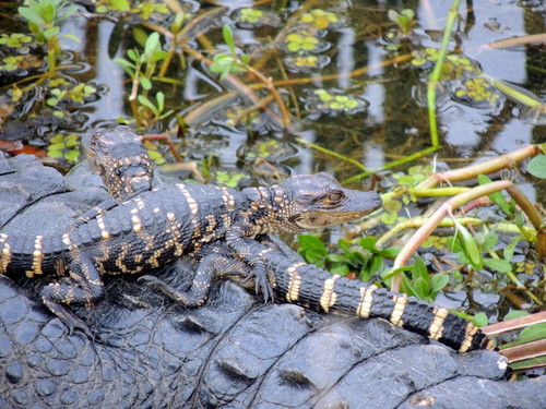 The plants around the Alligators are https://www.inaturalist