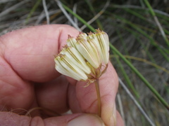 Annesorhiza macrocarpa