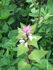 Lamium moschatum