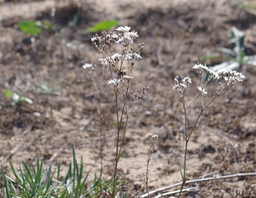 Gypsophila fastigiata (Gypsophila fastigiata)