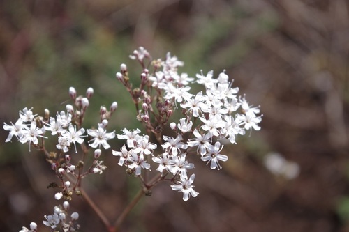 Image of Gypsophila fastigiata by (c) bernhard_hiller, some rights reserved (CC BY)