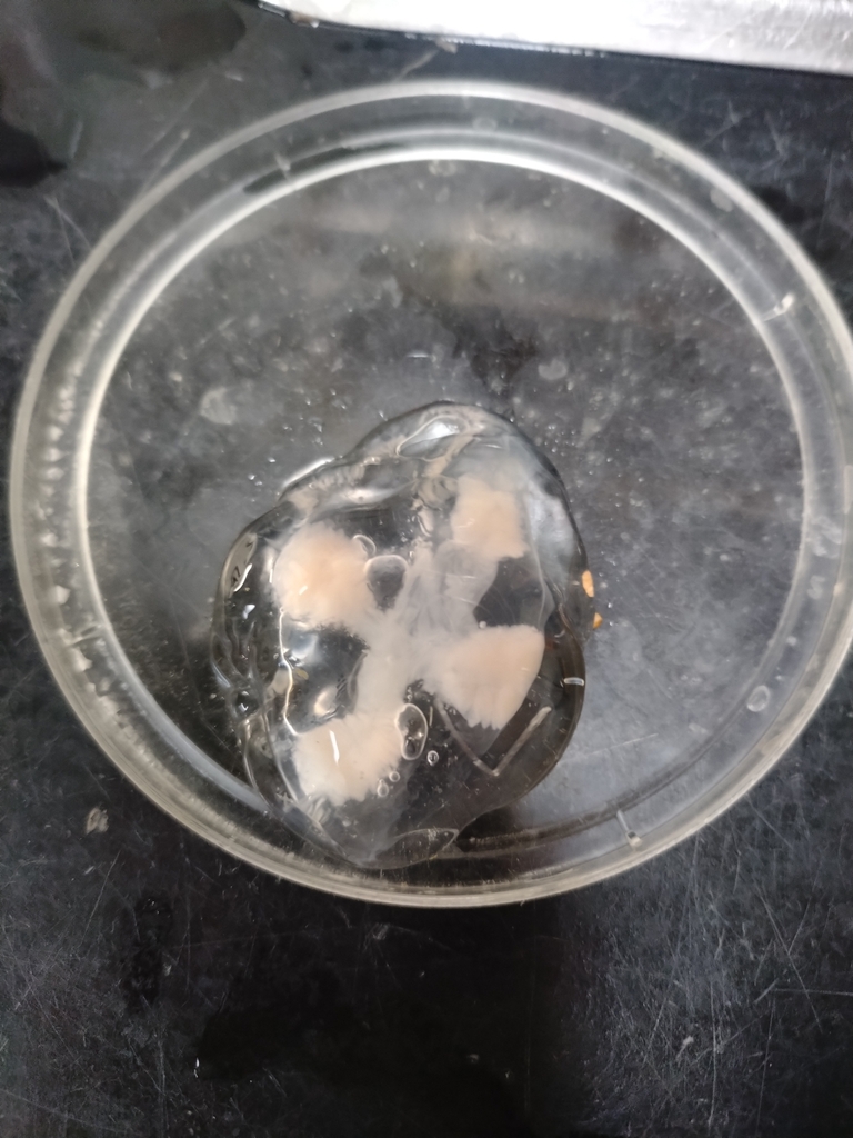 Ptychogena lactea
