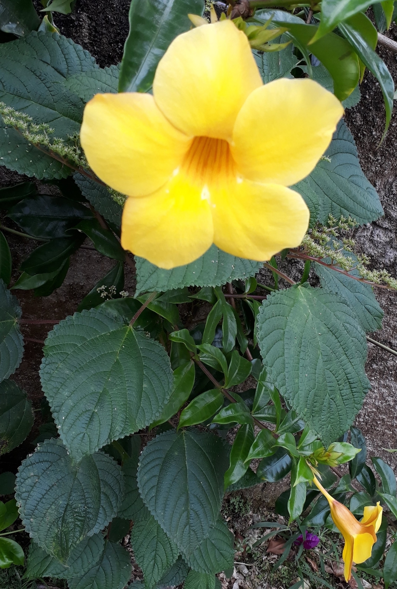 Allamanda cathartica