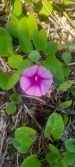 Ipomoea pes-caprae image