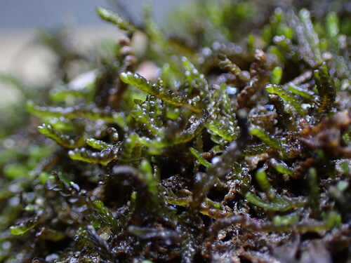 Image of Odontoschisma elongatum by no rights reserved