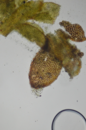 Image of Odontoschisma elongatum by no rights reserved