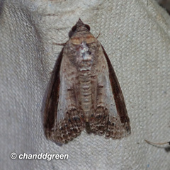 Lophoptera squammigera