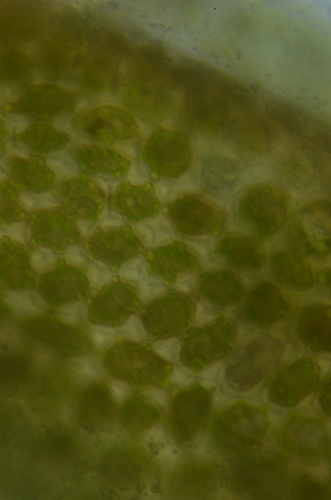 Image of Odontoschisma elongatum by no rights reserved