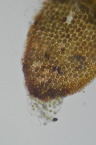 Image of Odontoschisma elongatum by no rights reserved