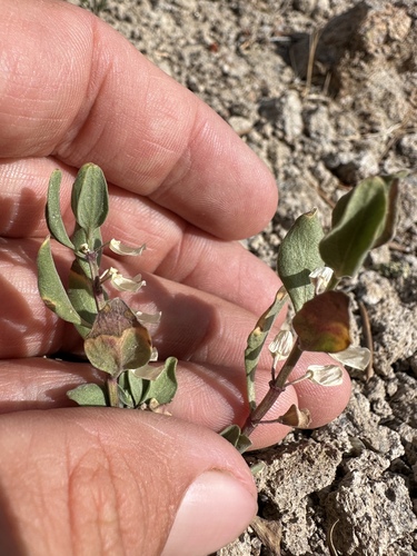 Image of Scutellaria sapphirina by (c) Matt Berger, some rights reserved (CC BY)