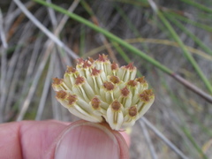 Annesorhiza macrocarpa