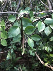 Secamone parvifolia