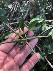 Secamone parvifolia