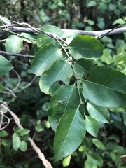 Secamone parvifolia