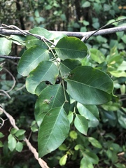 Secamone parvifolia
