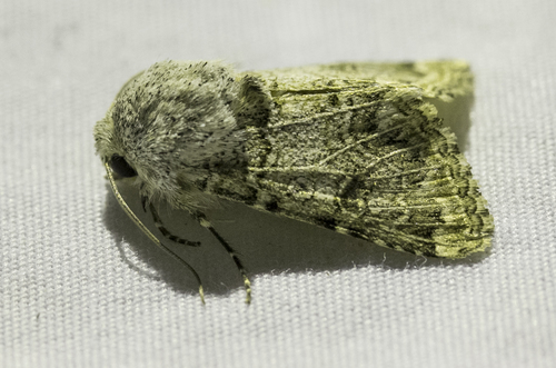iNaturalist observation photo of Schinia deserticola