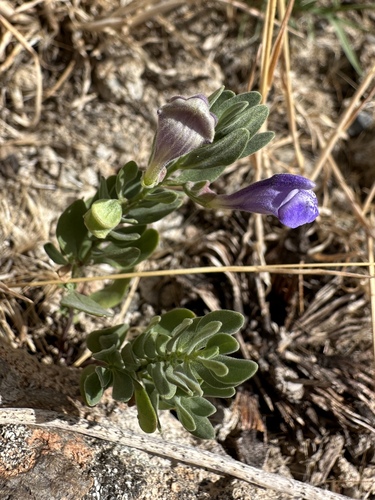 White Pine Skullcap (Scutellaria sapphirina)