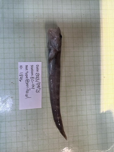 Pale eelpout (Lycodes pallidus) — Zoarcidae