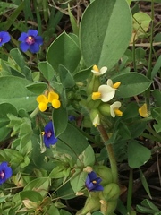 Tripodion tetraphyllum
