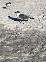 Leucophaeus atricilla