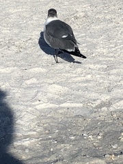 Leucophaeus atricilla