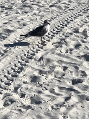 Leucophaeus atricilla