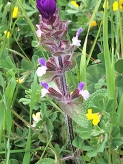 Salvia viridis