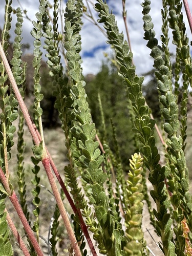 Image of Ivesia sabulosa by (c) Matt Berger, some rights reserved (CC BY)