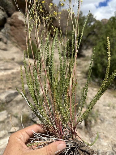 Image of Ivesia sabulosa by (c) Matt Berger, some rights reserved (CC BY)