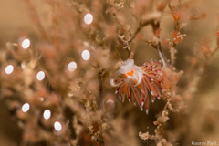 Cratena pawarshindeorum