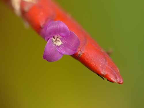 Tillandsia complanata Benth.