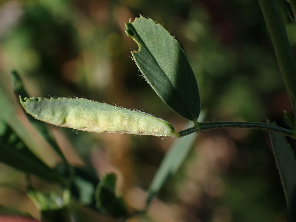 Fabomyia medicaginis