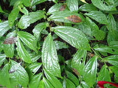 Elatostema platyphyllum
